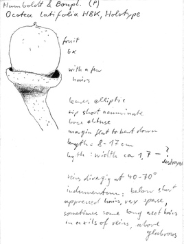 Vorschaubild Ocotea latifolia Kunth